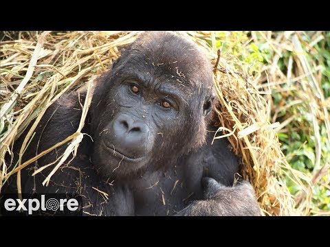 Видео: Кения. Гориллы