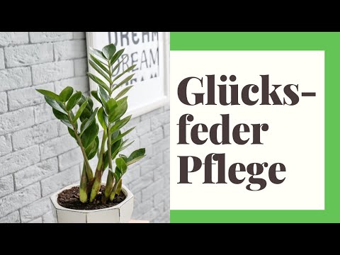 Lucky Bamboo Care - How it works