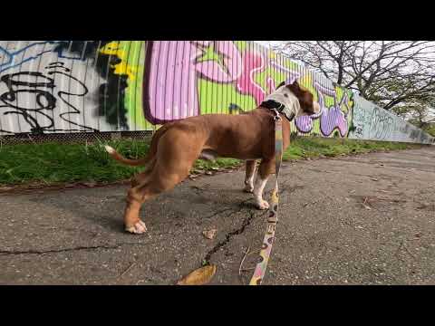 Graffiti by Plum // Night bombing, throwups, pieces and tagging.