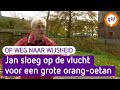 Jan van Hooff moest ooit vluchten voor een orang-oetan - Op Weg Naar Wijsheid