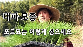 대파 모종 심는 방법 / 포트묘는 이렇게 심는게 좋아요