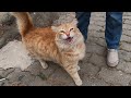 Orange Cat Wants Food With Her Cute Meow