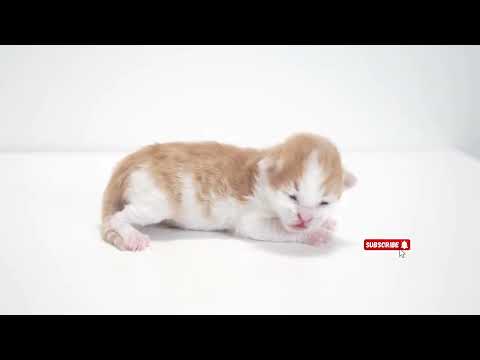 the cat is crying #cute #cat #kitten