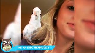 ЛУЧШИЕ ПРИКОЛЫ 2018 АПРЕЛЬ — Умненькая обезьянка