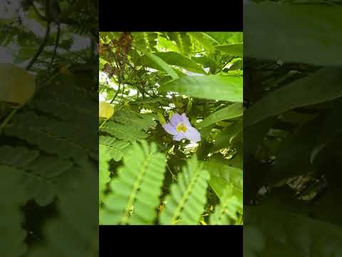 Govardhan Eco Village - Garden Shorts