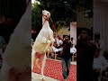 Bittu Ka Beautiful Dance