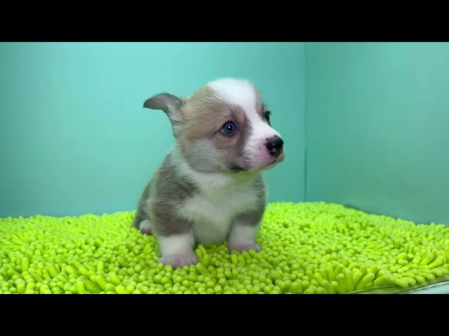 (子犬) 犬種：ウェルシュ・コーギー・ペンブローク 男の子 ブリーダー マロニエケンネル　MARRONNIER KENNEL k4046の画像