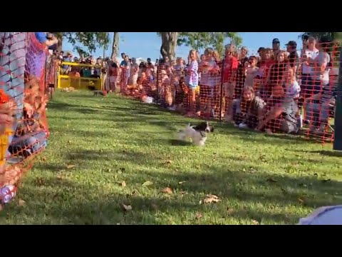 Weenie Dog Races at Carthage Maple Leaf Festival Week - YouTube