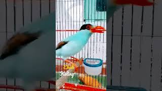 Download lagu BURUNG Ekek Geling/ekek keling Gacor #shorts#GB Vans #birds #burung #burungindonesia #animals mp3