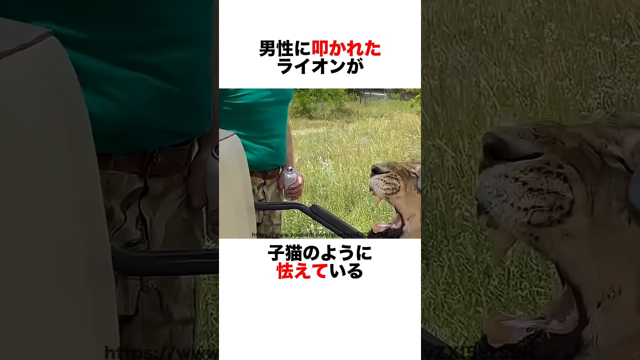 怯えるライオンたち