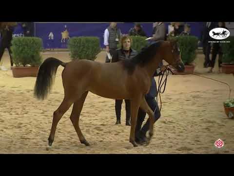N 5 MAGIC SOLEDAD   VERONA 2022 International Show   Yearling Fillies Class 1