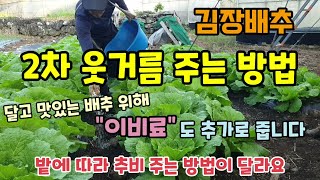김장배추 2차 웃거름 주는 방법 이렇게 줘야 배추 속이 꽉차고 결구가 잘되며 달고 맛있는 배추를 위해 마그네…