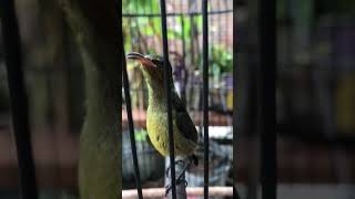 Download lagu KONIN IJOAN GACOR mp3 Download lagu KONIN IJOAN GACOR mp3