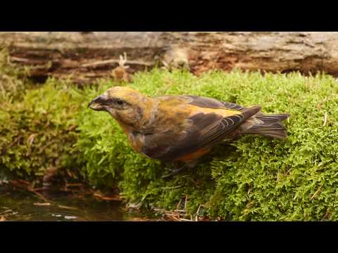 Male Crossbill drinking