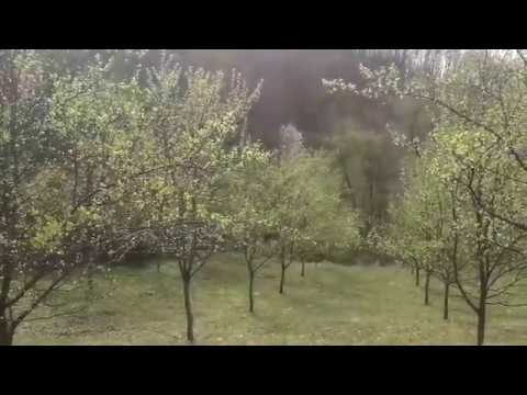 Crvena Ranka u precvetavanju