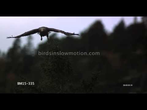 White Tailed Sea Eagle Slow Motion Taking Off shot with Phantom HD Gold