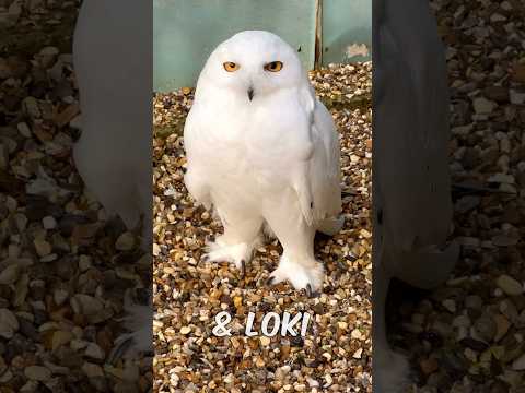 Snowy Owl Always Watching