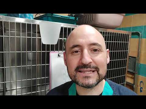 Vídeo: O famoso parvovirus dos cans