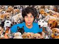 I ADOPTED 100 PETS!!