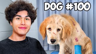 I Rescued 100 Abandoned Dogs!