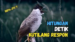Download lagu Suara Burung Kutilang Gacor Garuda Paling Ampuh Untuk Masteran Dan Pikat mp3 Download lagu Suara Burung Kutilang Gacor Garuda Paling Ampuh Untuk Masteran Dan Pikat mp3