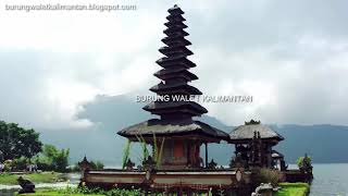 Download lagu Suara Inap Walet SUPER INDONESIA mp3 Download lagu Suara Inap Walet SUPER INDONESIA mp3