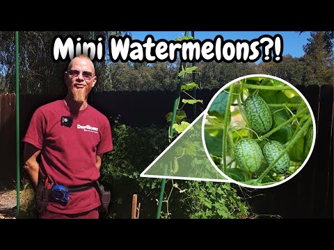 Growing Cucamelon (Tips & Tricks) : Organic Gardening with DripWorks #shorts #short