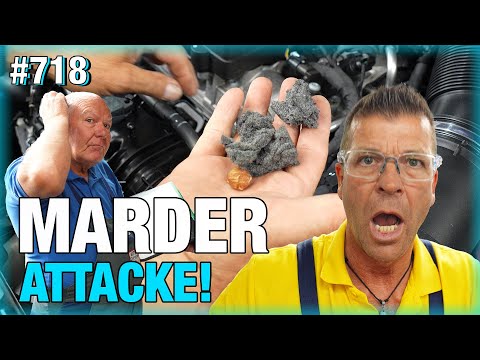 Marten attack paralyzes Ford S-Max?! ❌🦫❌ How to protect your car!
