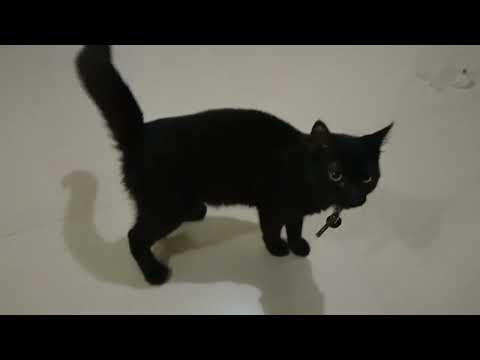 playing cat 🐈🐈🐈