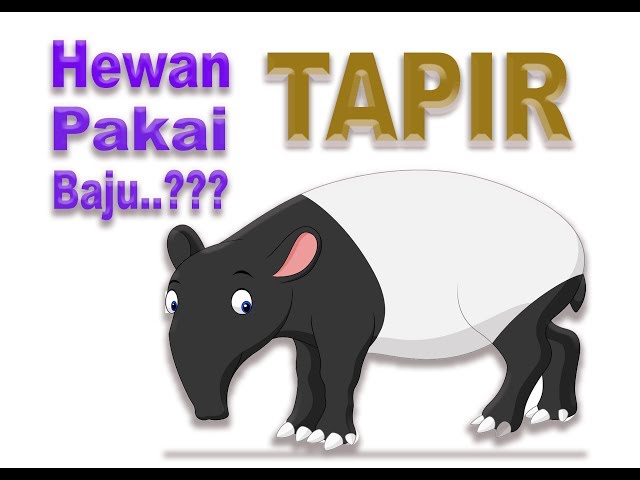Tapirus indicus videó kiejtése Angol-ben