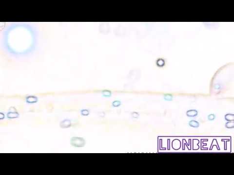 Bob Marley - is This Love ( Leonardo Lira Bootleg) "Psytrance Festival