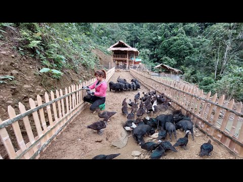 Full video: 60 days of building a life on the farm - gardening and building a kitchen