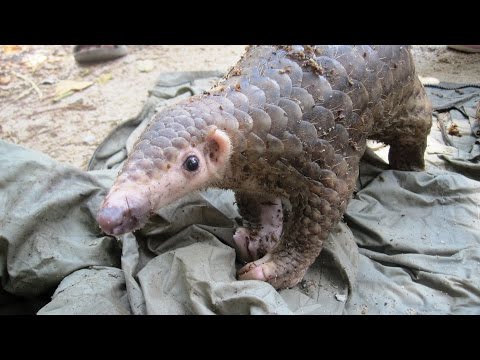 Help Save the Most Trafficked Mammal in the World