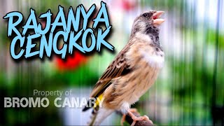 Download lagu BLACKTHROAT WITH CLEAR SOUND FOR YOUNG CANARY TRAINING mp3 Download lagu BLACKTHROAT WITH CLEAR SOUND FOR YOUNG CANARY TRAINING mp3
