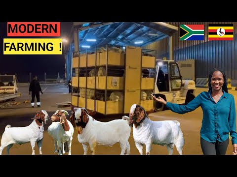 , title : 'Farm Updates: Importing New GOATS,SHEEP, Housing, Feeds, Medication| BEST Practices DETAILED!'