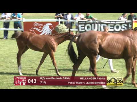 Show AQPS Le Lion 2016 : Lot 43 - N(Queen Bertinaie 2016)