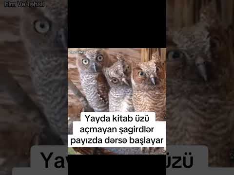Sentyabrda Bir Çox Müəllimlərin Qarşılaşacağı Həmin Mənzərə 😀