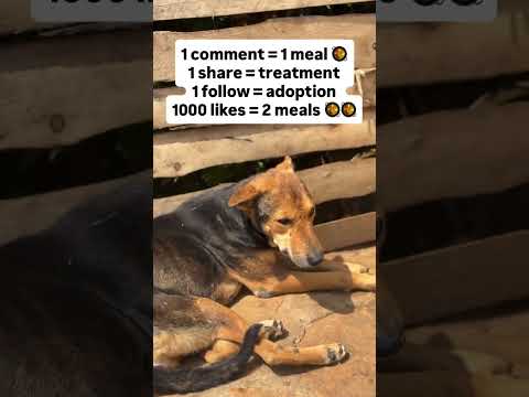 Link in bio to donate towards buying dog’s food 🥘#ohio #florida