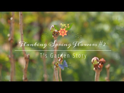 春に庭を色鮮やかにするには、多年草と一年生植物のうち、9月にどの花を植えるべきでしょうか?  庭園