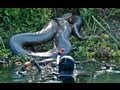 Diver Discovers Giant Anaconda 