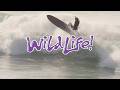Wild Life | A Surf Film by Wild Things ft. Kai Ellice-Flint, Ellis Ericson, Jaleesa Vincent & more