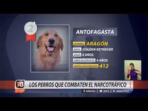 Perros que combaten el narcotráfico