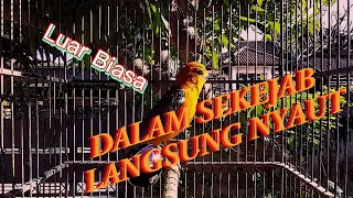 Download lagu TERUJI dan TERBUKTI | Anis Merah manapun Langsung Nyaut, GACOR dengan Pancingan suara Anis Merah ini mp3 Download lagu TERUJI dan TERBUKTI | Anis Merah manapun Langsung Nyaut, GACOR dengan Pancingan suara Anis Merah ini mp3