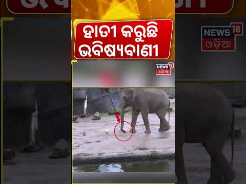 ହାତୀ କରୁଛି ଭବିଷ୍ୟବାଣୀ | Elephant Tarak Predicts Germany Victory! FIFA World Cup 2026 | N18G