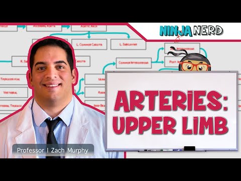 Circulatory System | Arteries of the Upper Limb | Flow Chart