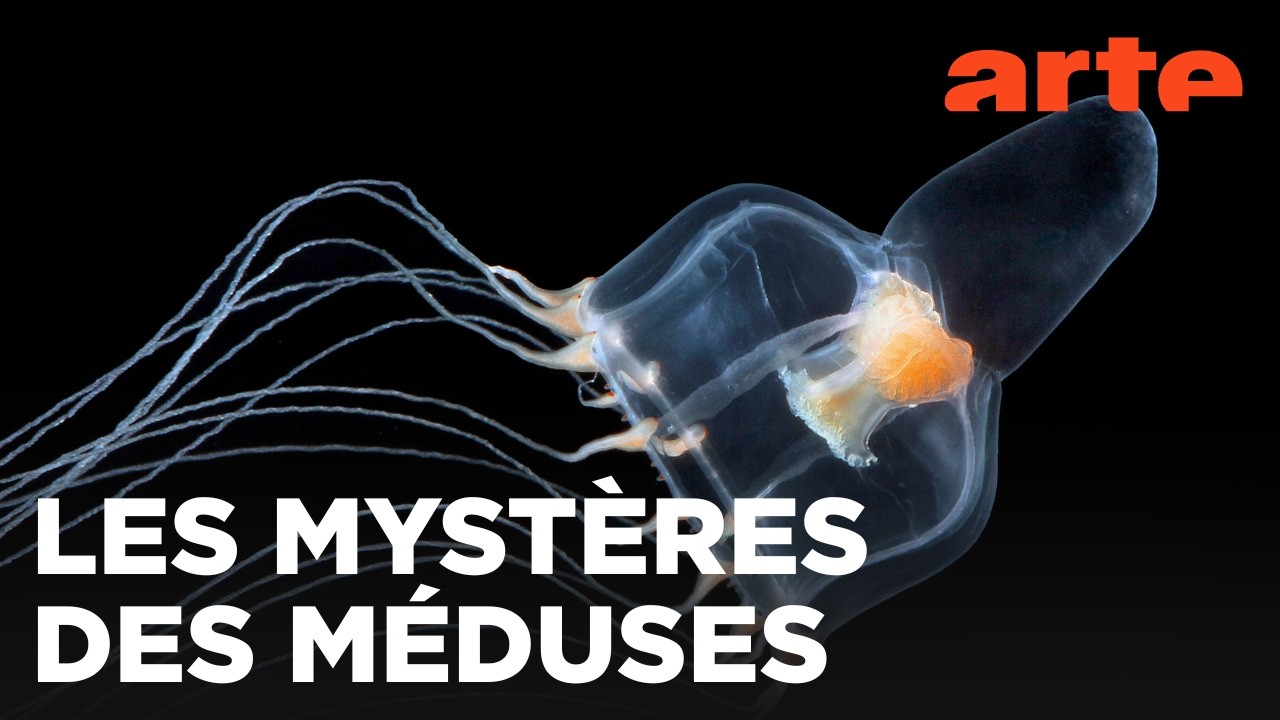 Méduses | Les souveraines des océans — ARTE Évasion
