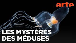 Méduses | Les souveraines des océans | ARTE Évasion