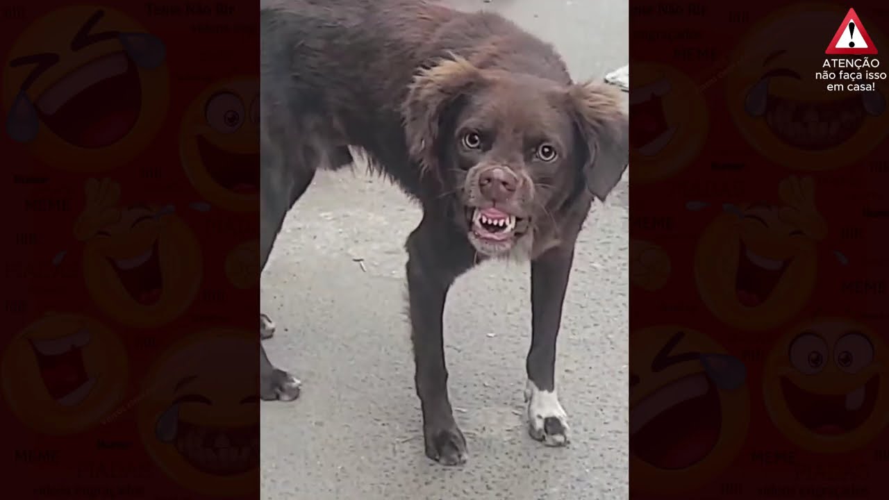 VIDEOS ENGRAÇADOS 2024 #memes