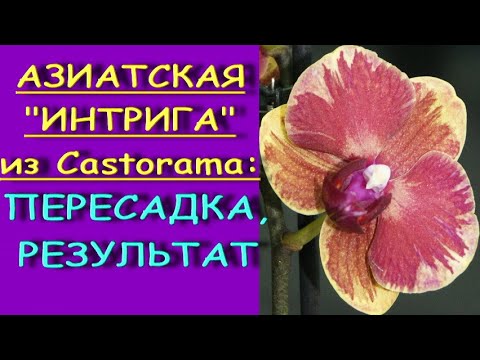 Фаленопсис "АЗИАТСКАЯ ИНТРИГА" из Castorama:,пересадка,РЕЗУЛЬТАТ.Орхидея Phal. Fangmei Sweet '1456'.