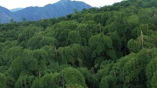 Avanzar hacia el desarrollo sostenible: ¿Se vende aire del bosque de bambú?